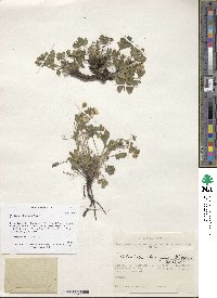 Potentilla humifusa image