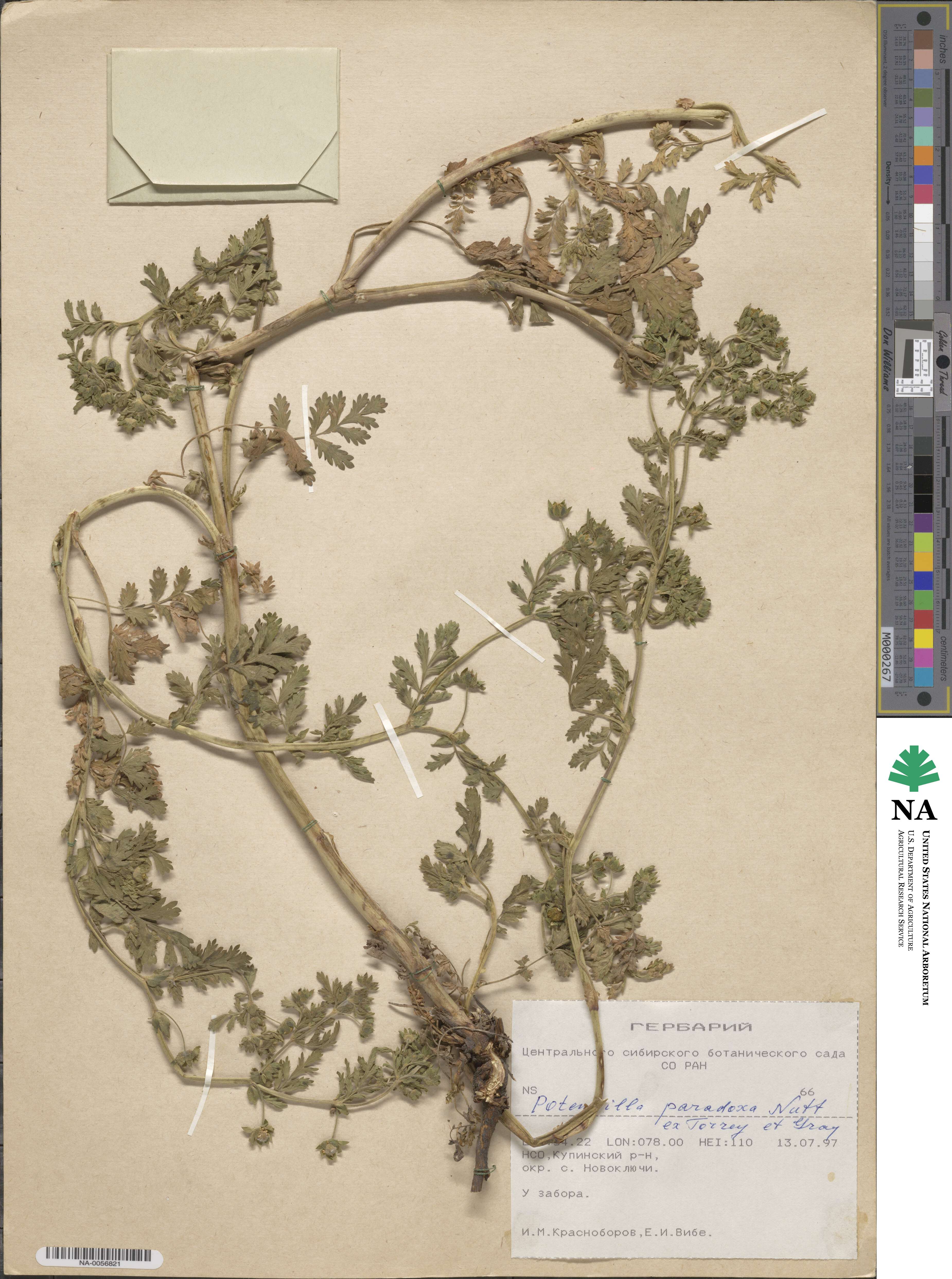 Potentilla supina image