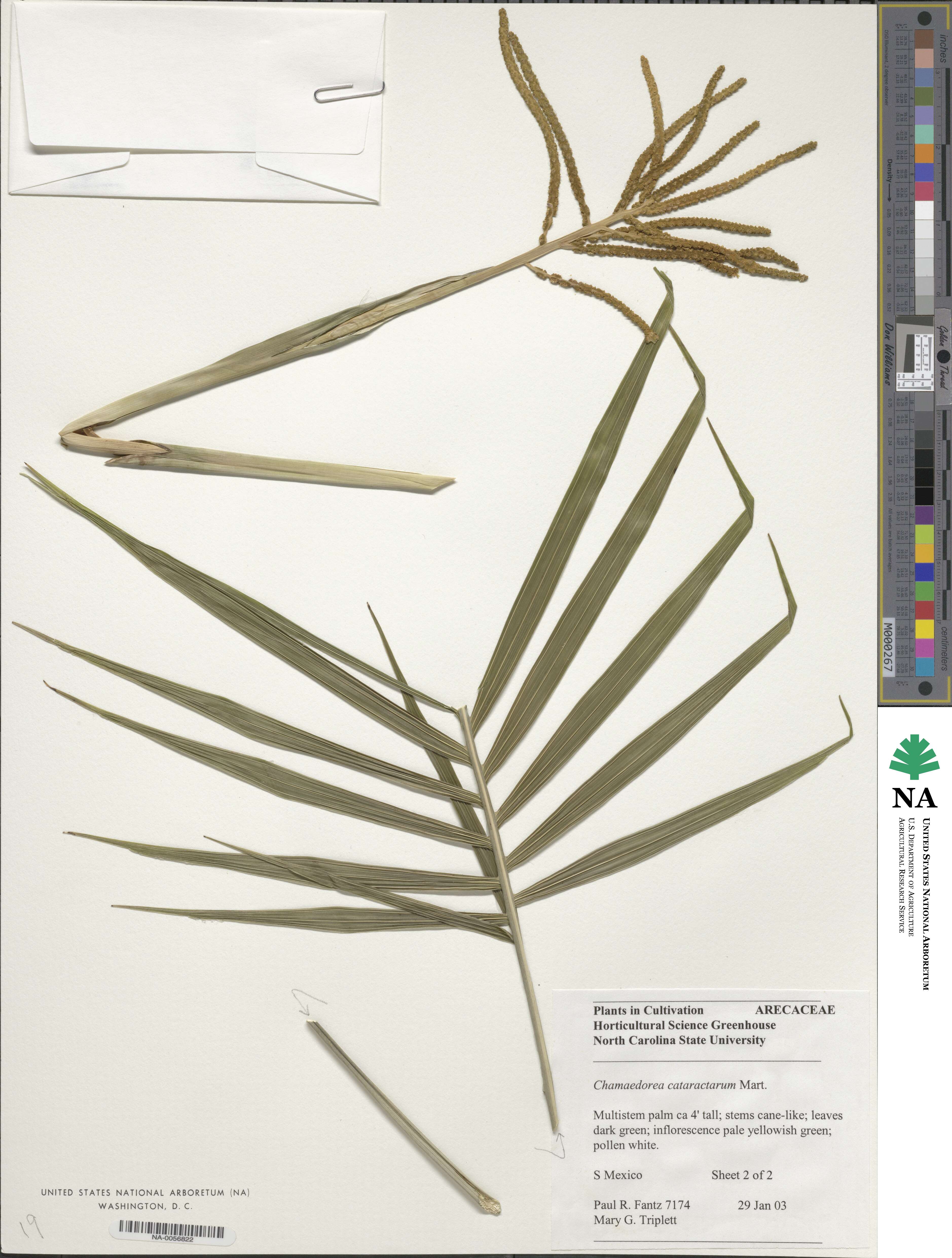 Chamaedorea cataractarum image