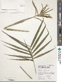 Image of Chamaedorea cataractarum