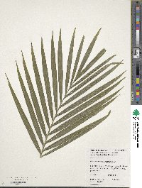 Chamaedorea cataractarum image