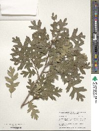 Quercus gambelii image