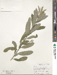 Salix humilis image