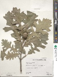 Quercus macrocarpa image