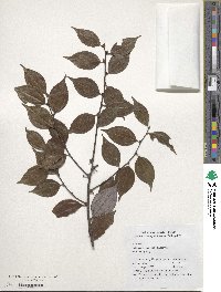 Image of Lindera aggregata