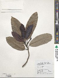 Magnolia maudiae image