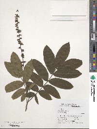 Pterocarya stenoptera image