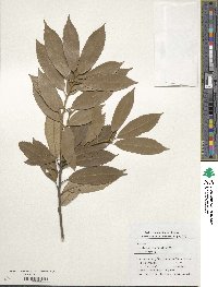 Quercus gilva image