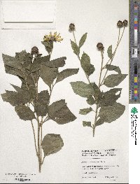 Image of Rudbeckia subtomentosa