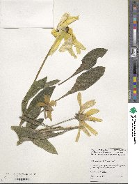 Rudbeckia hirta image