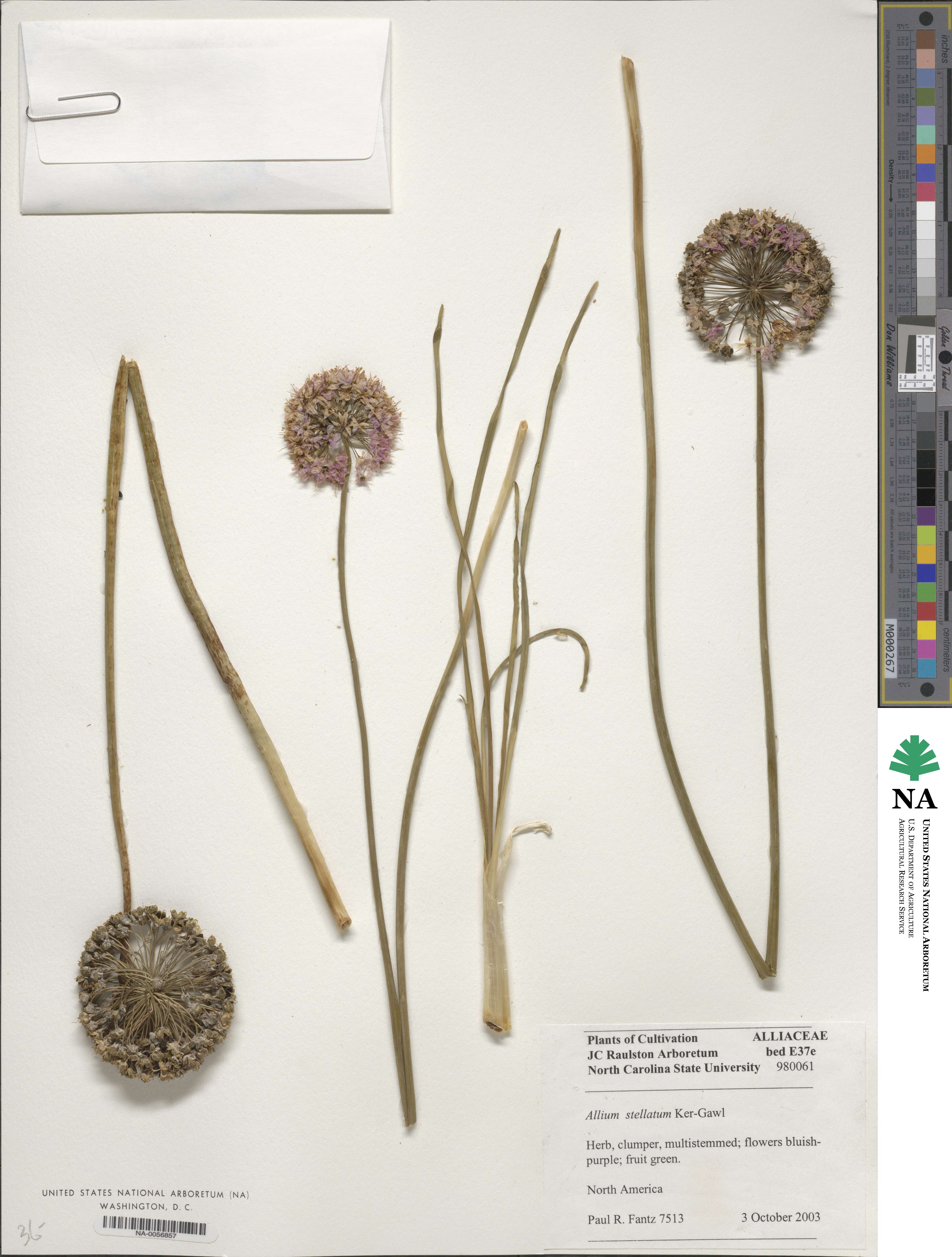 Allium stellatum image