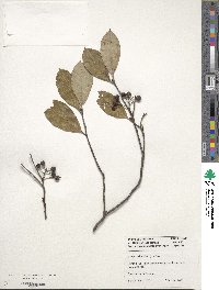 Aronia arbutifolia image