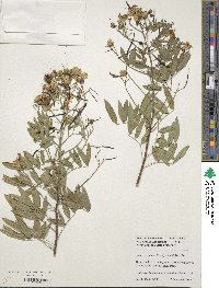 Senna corymbosa image