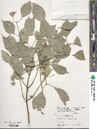 Euonymus maackii image