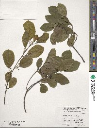 Frangula alnus subsp. alnus image