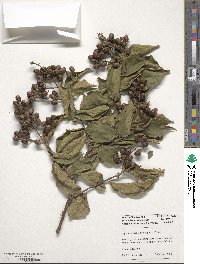 Image of Lagerstroemia limii