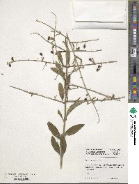 Ligustrum quihoui image