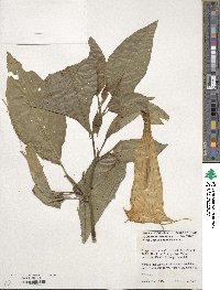 Image of Brugmansia suaveolens