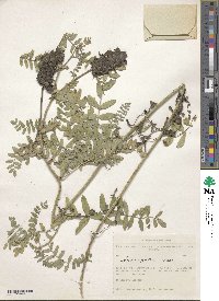 Astragalus cicer image