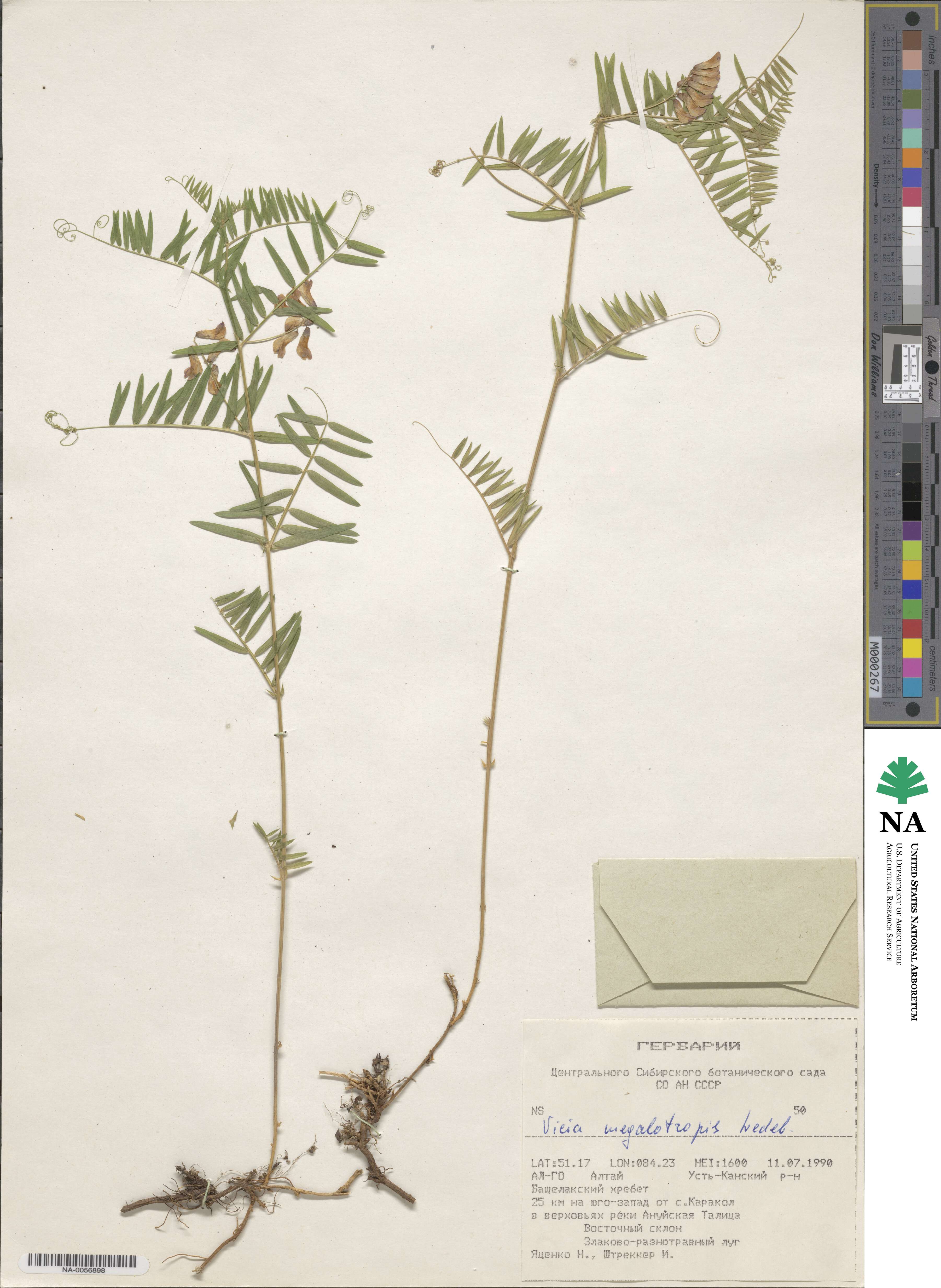 Vicia megalotropis image