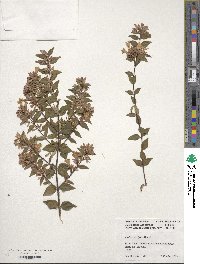 Abelia macrotera var. parvifolia image