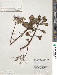 Kalanchoe fedtschenkoi image