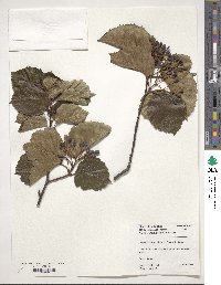 Sorbus alnifolia image