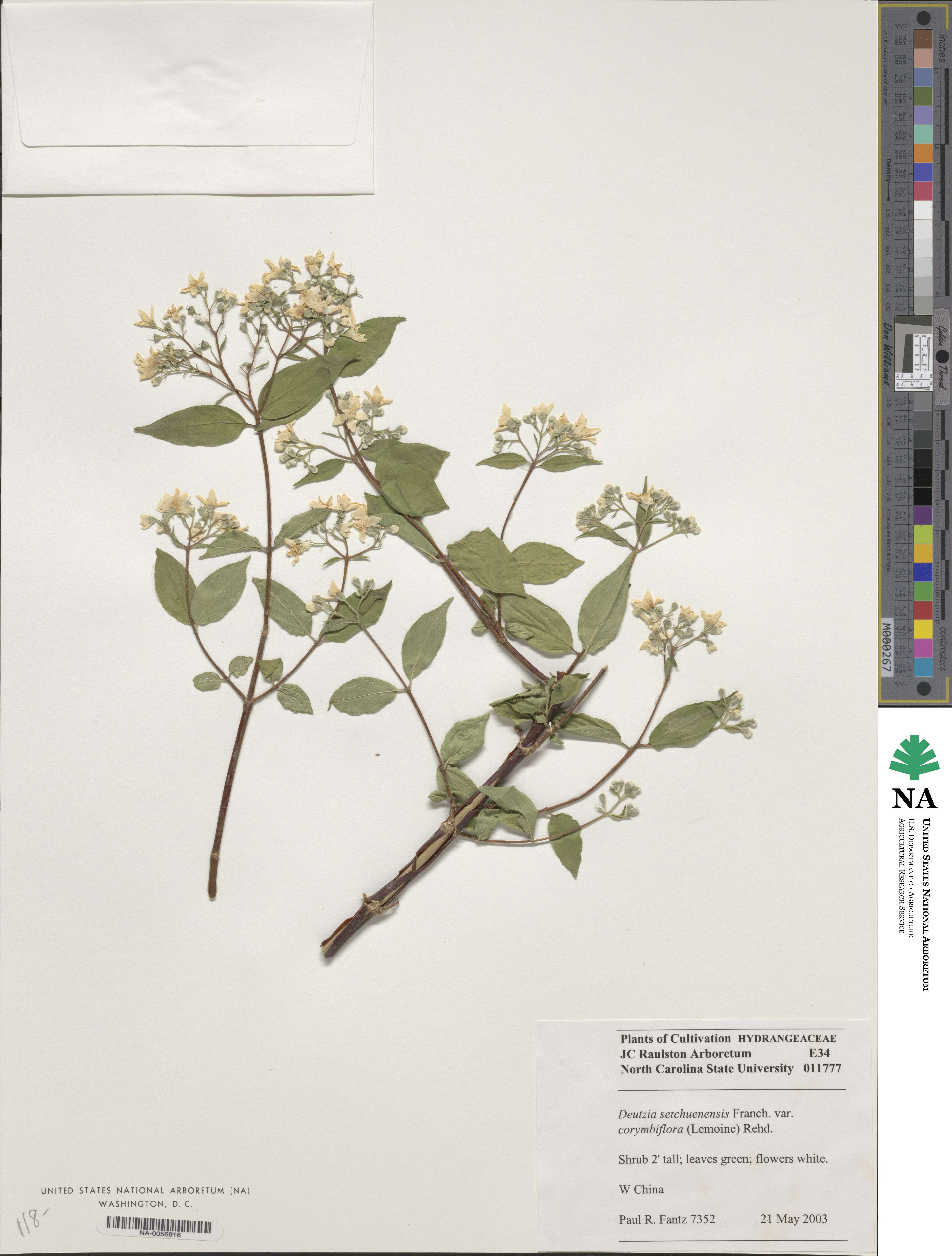 Deutzia setchuenensis image