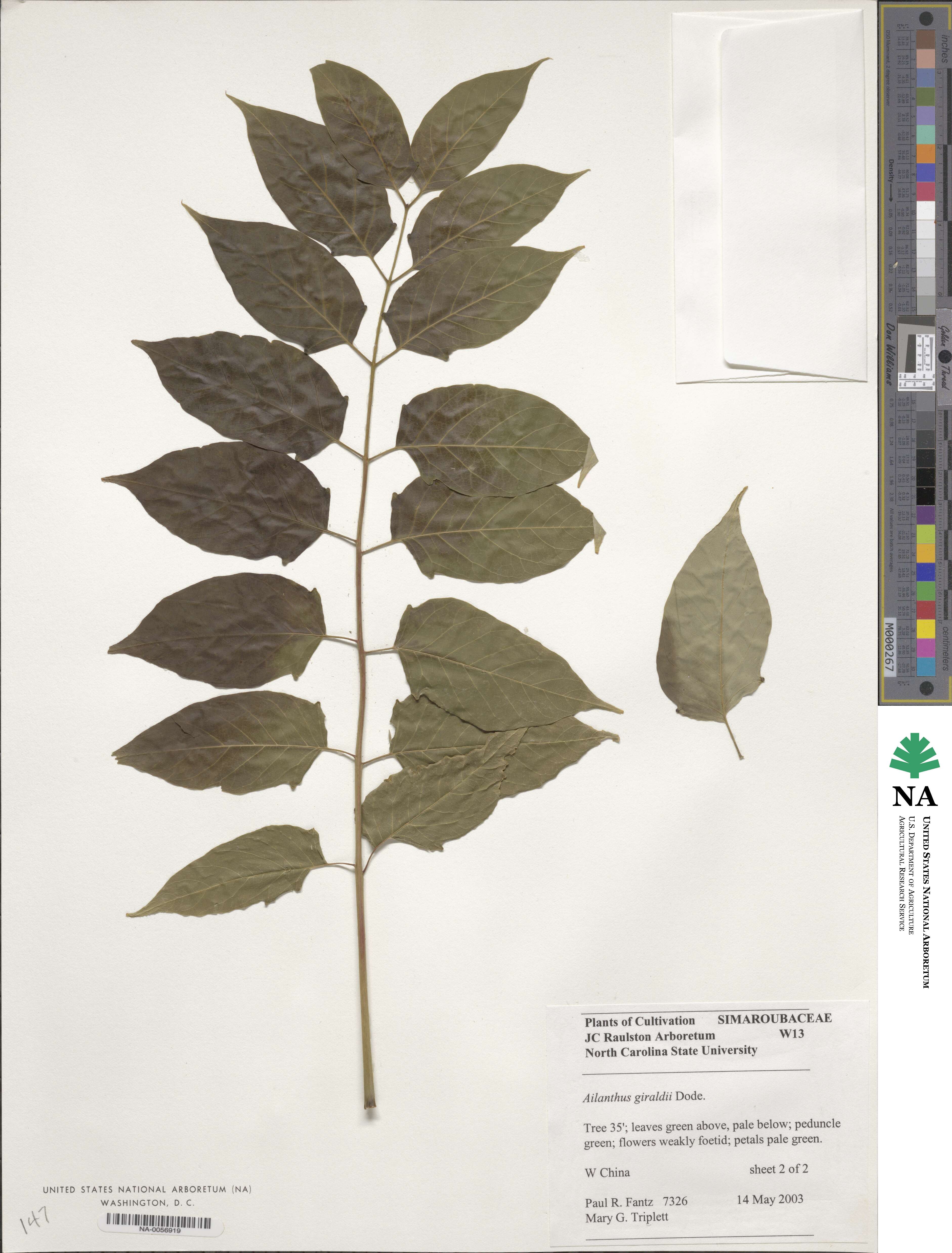 Ailanthus altissima image