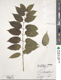 Ailanthus altissima image