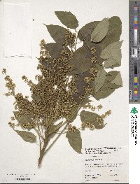 Ailanthus altissima image