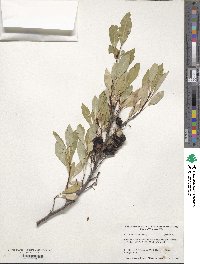 Prunus pumila image