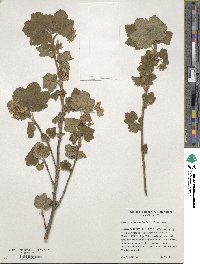 Ribes viscosissimum var. viscosissimum image