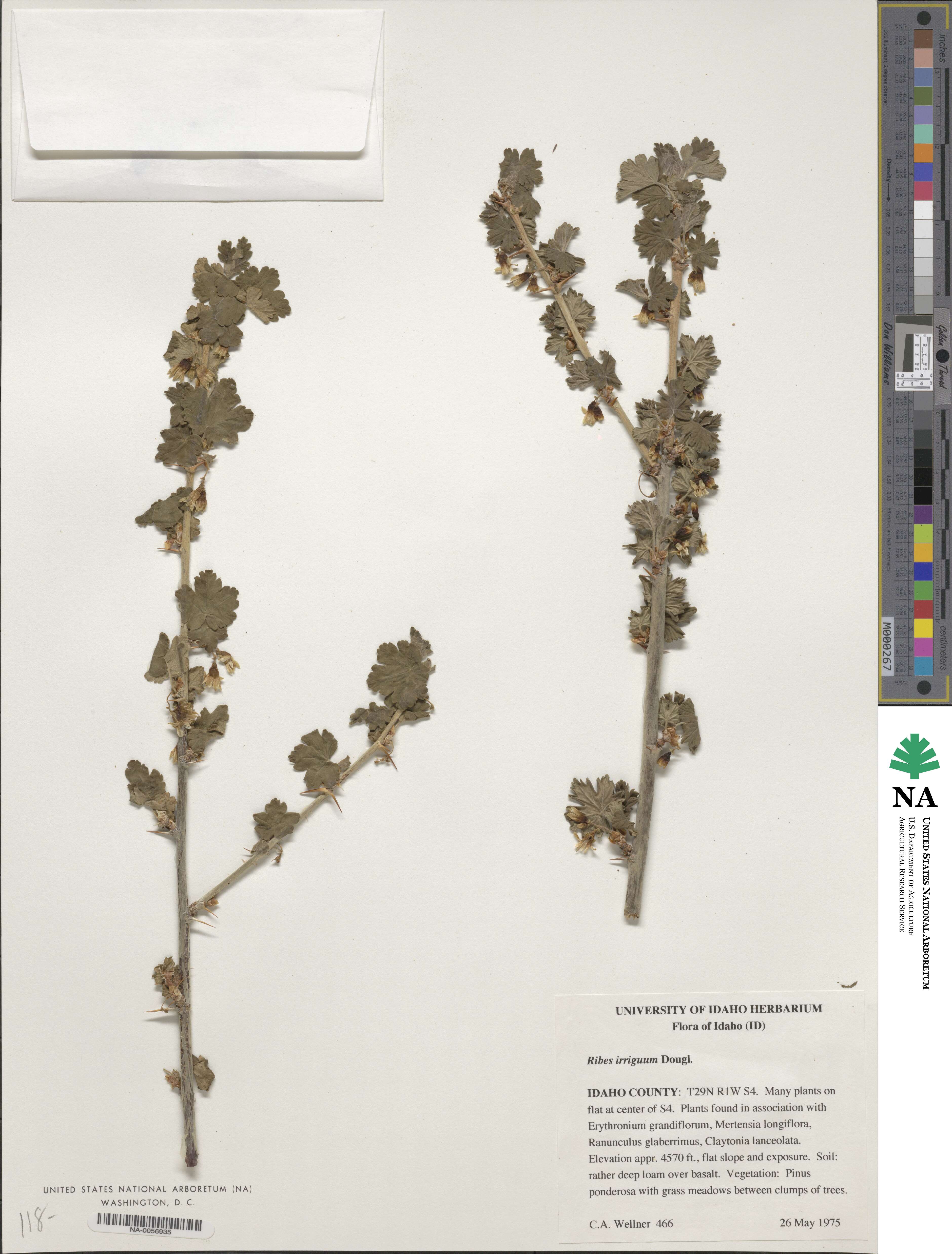 Ribes irriguum image
