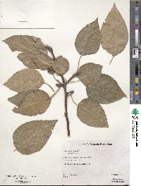 Pyrus calleryana image