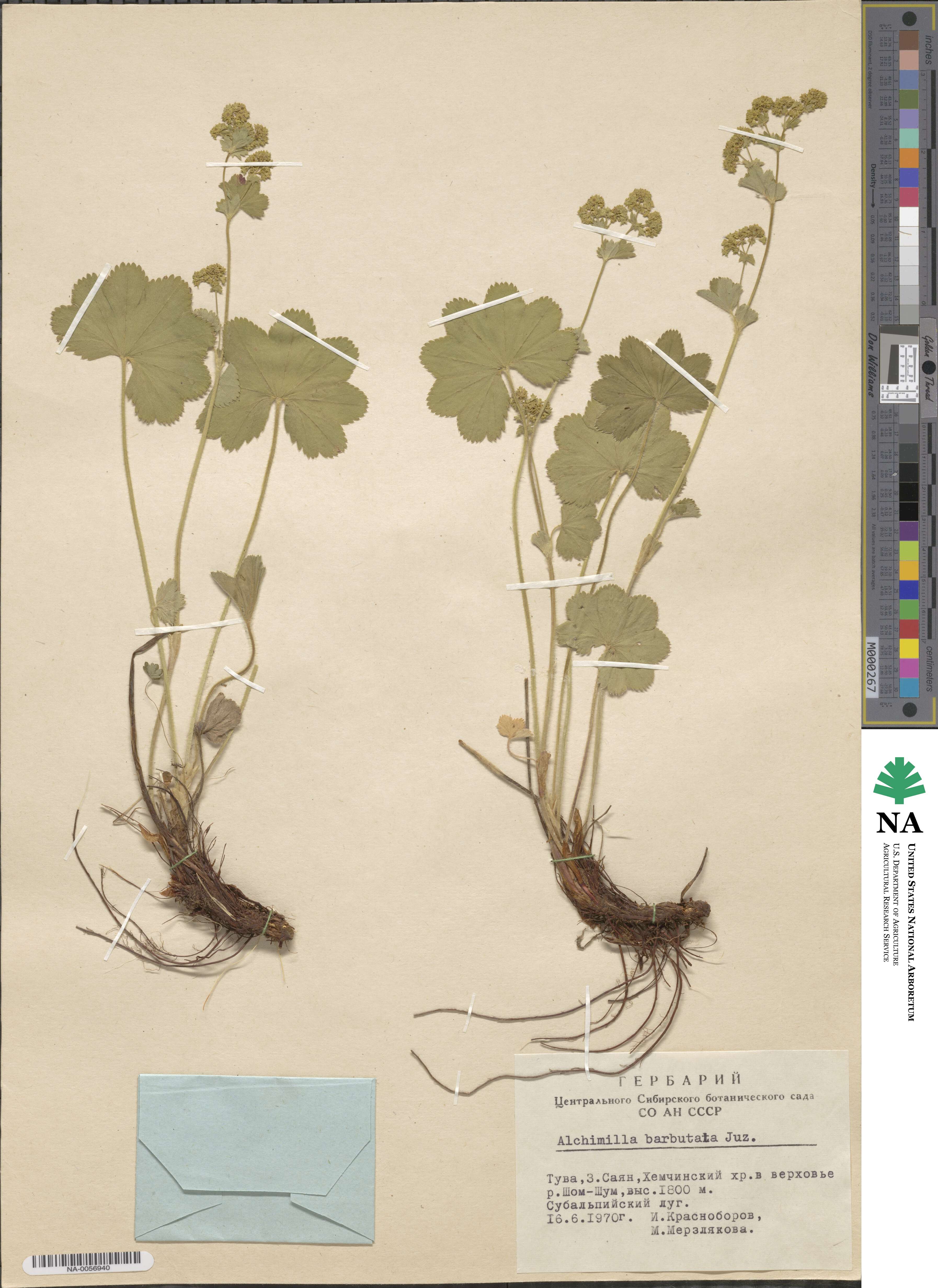 Alchemilla bungei image