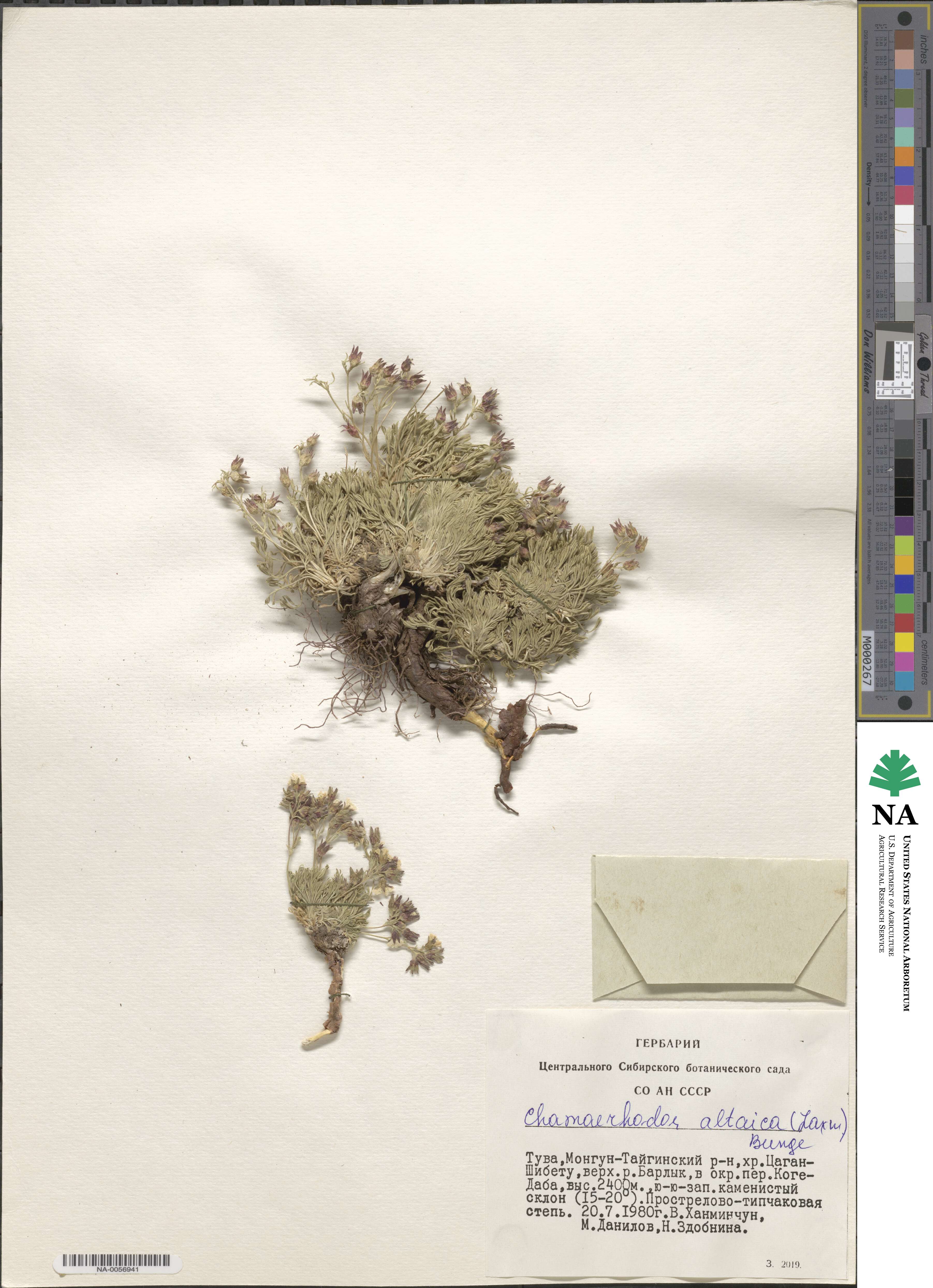 Chamaerhodos altaica image