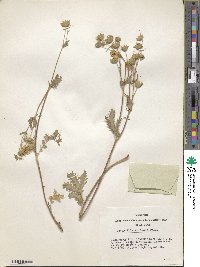 Potentilla strigosa image