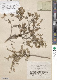 Spiraea hypericifolia image