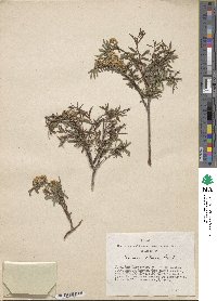 Spiraea alpina image