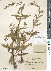 Epilobium tetragonum image