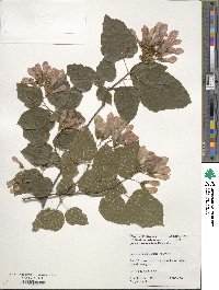 Acer tataricum subsp. tataricum image