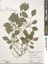 Euonymus maackii image