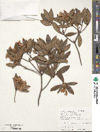 Rhododendron latoucheae image