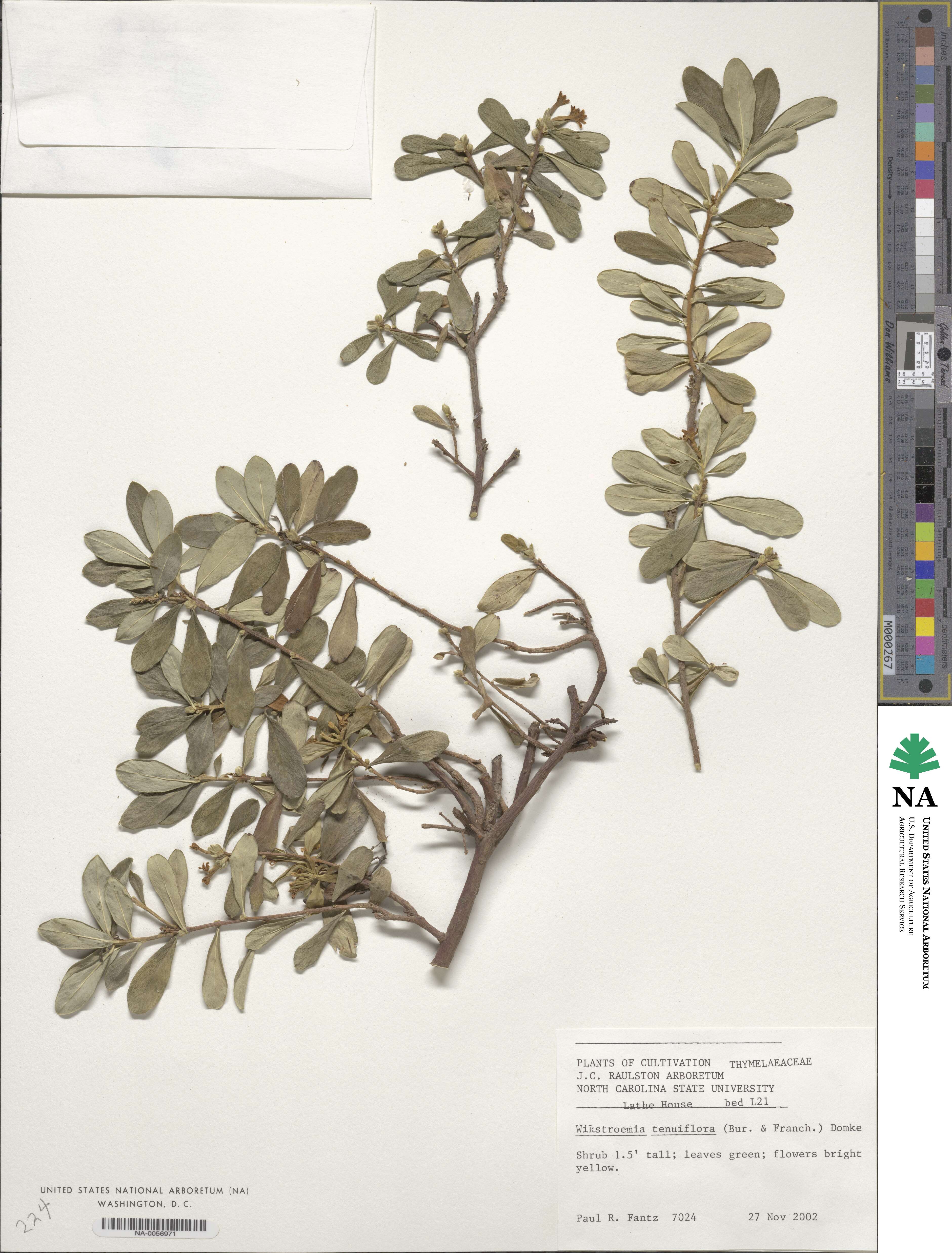 Wikstroemia linearifolia image