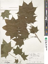 Acer pictum image