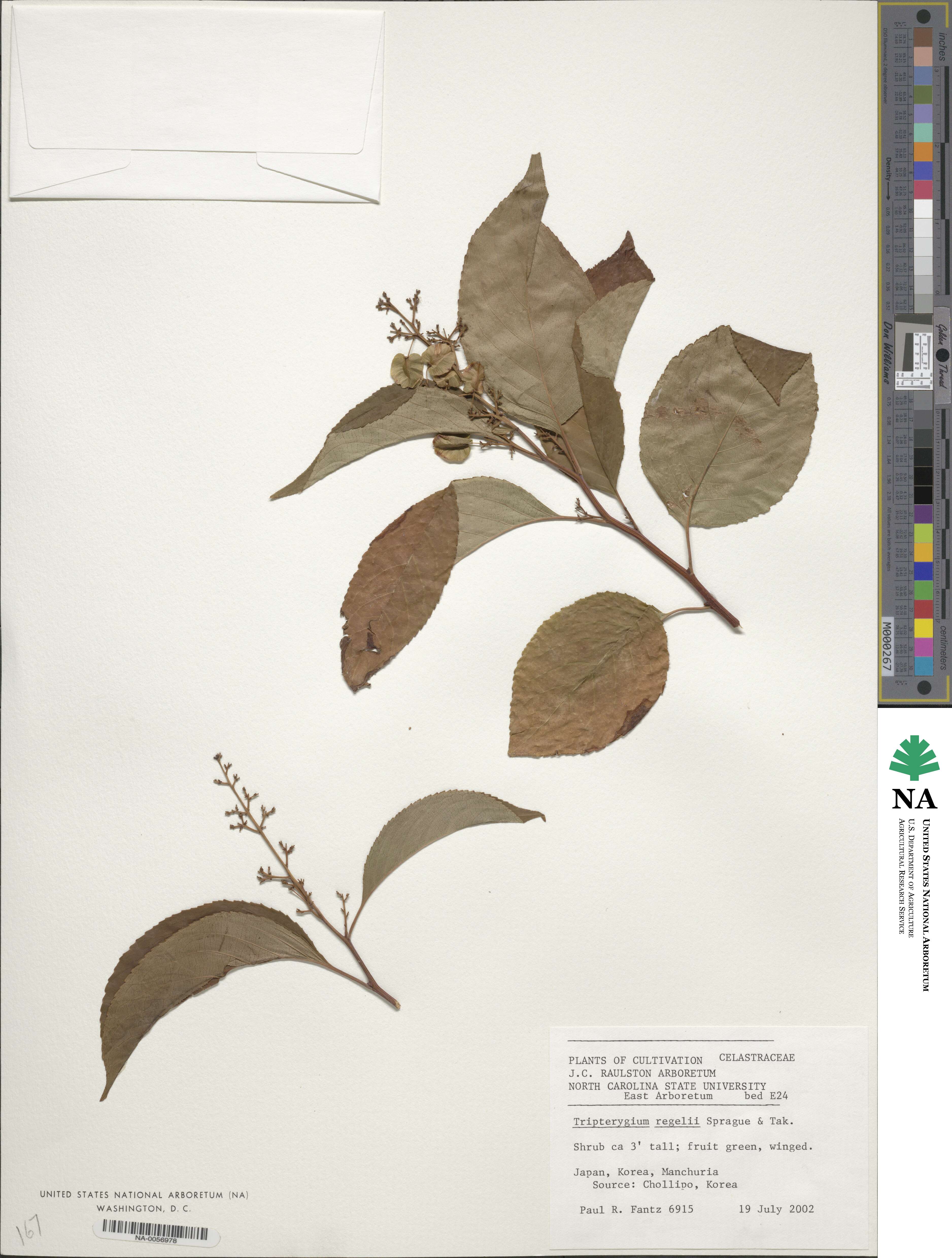 Tripterygium wilfordii image