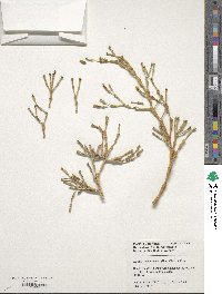 Media resource of Hatiora salicornioides