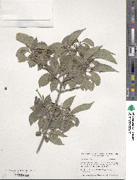 Cornus drummondii image