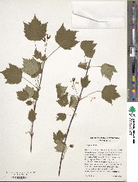 Acer glabrum image